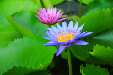 lotus flower or water lilly purple beautiful in nature © pramot48