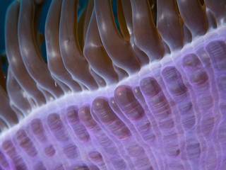 Sea anemone