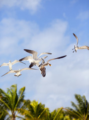 Seagulls fighting over a piece of bread. Palm trees in the background with blue cloudy sky.