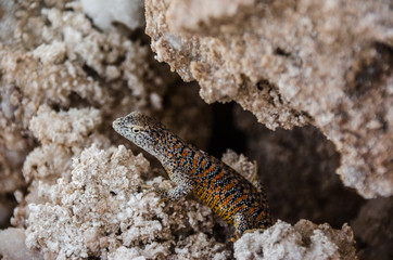 Lizard at Chaxa Lagoon, Chile