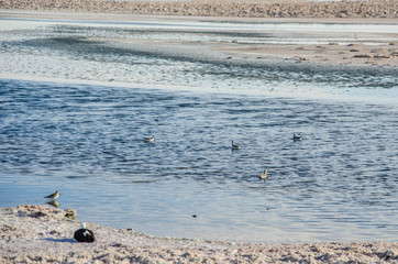 Andean puna plover (Charadrius alticola) bird in Chaxa lagoon, Atacama desert, Chile