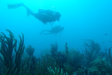Diving in Puerto Rico