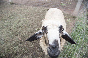 Portrait of cute sheep in herd looking at camera