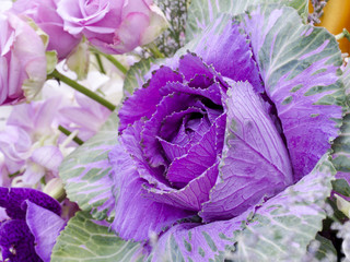 Cabbage Ornamental