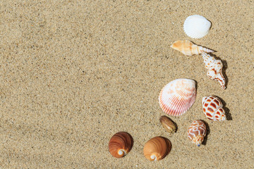 Shells on sandy beach