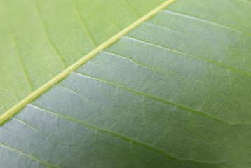 mango leaf  surface green macro for background