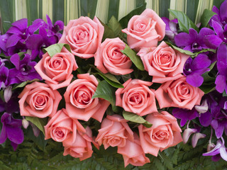 close up of rose flower