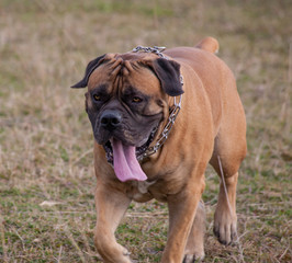 Autumn. Portrait in motion. A rare breed of dog - the Boerboel. South African Mastiff.