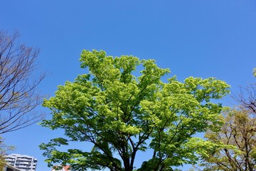 新緑と青空
