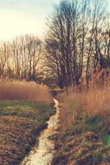 Fototapeta premium small stream with trees in the background