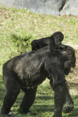 Femaile gorilla with baby on back © billreeves