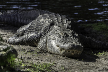 Crocodile in repose