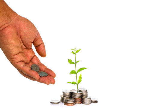 A Tree Growing From Pile Of Coins On White Background. / CSR And Green Business / Business Ethics