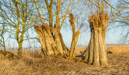 Drying bundles harvested reeds waiting for transport