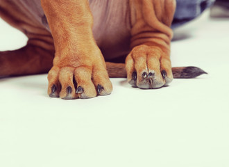 Rhodesian Ridgeback welpe 6 Pfote
