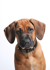 Rhodesian Ridgeback welpe 4