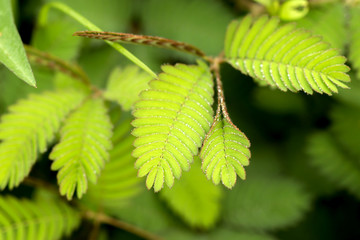 Sensitive plant and water drop ( mimosa pudica )