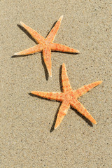 Starfish on sandy beach