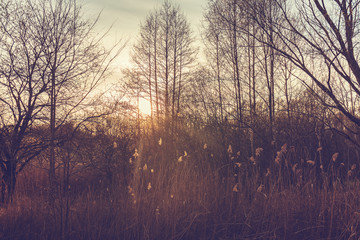 Obraz premium vintage colored forest in sunlight