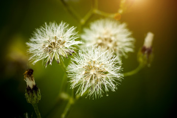 close up of grass flowers and drop dew.