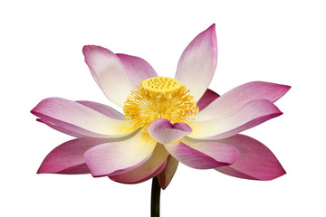 Beautiful lotus flower