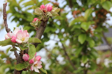 Junger Apfelbaum im Garten mit Blüten, Blumen, Rapsfeld,Bienen, Marienkäfern