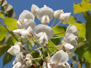 Fototapeta na wymiar 藤の花