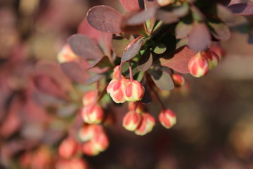 Barberry closeup / blurry background