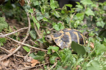 One tortoise in a grass