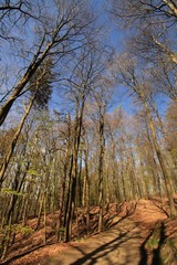 Mitten durch diesen imposanten Wald am Hohen Elbufer bei Lauenburg führt der Elberadweg