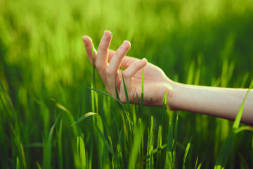 hand touches grass, wheat, green color