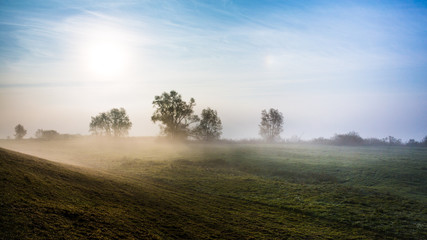Fototapeta na wymiar Weide im Nebel