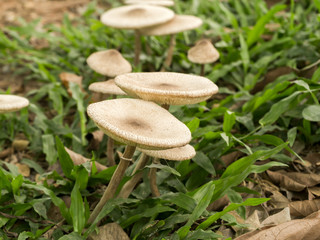 mushrooms.