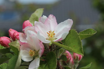 Junger Apfelbaum im Garten mit Bl&uuml;ten, Blumen, Rapsfeld,Bienen, Marienk&auml;fern