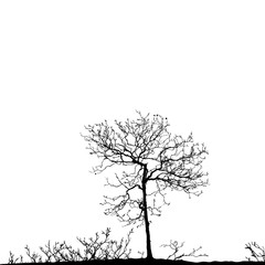 Realistic tree silhouette (Vector illustration).Ai10