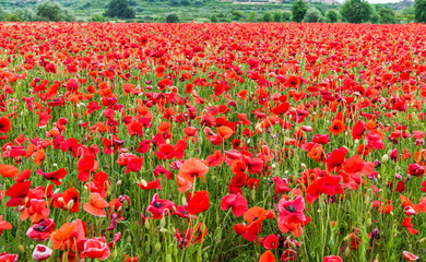 Champ de coquelicots