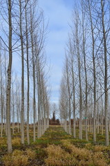 Perspective rows of trees in the forest