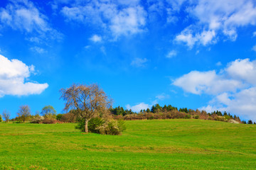 Fototapeta na wymiar Green Grass Field Landscape and tree.