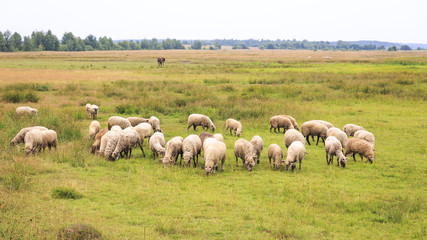 large flock of sheep grazing in a meadow in cloudy weather
