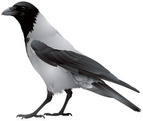 Hooded crow bird, also called hoodie, Scotch crow, Danish crow, grey crow 