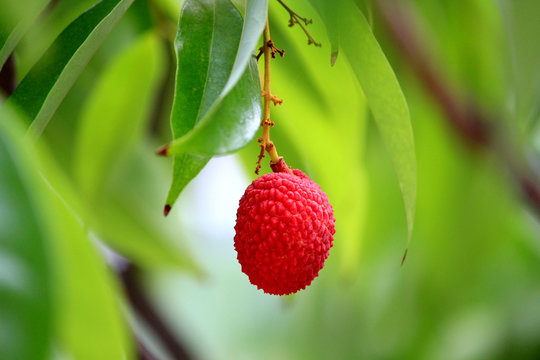 Lychee fruit tree