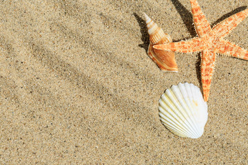 starfish and Shells on sandy beach
