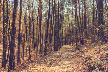 warm colored footpath in forest