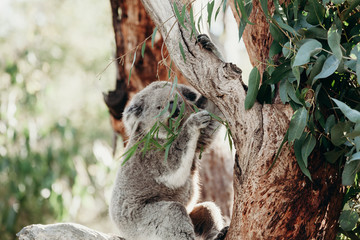 Beautiful koala eating eucalyptus leaves in a tree.