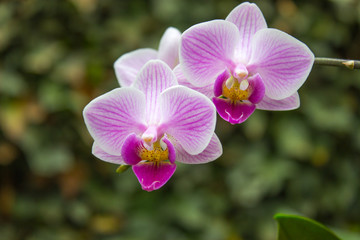 Three orchids in garden
