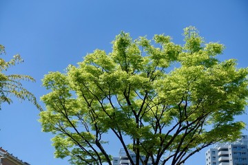 青空と新緑