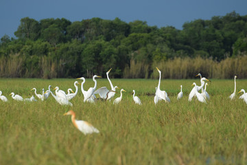 Big group of Cattle egret found at field in Phattalung, Thailand.