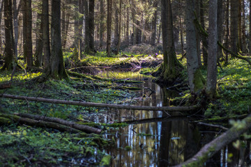 wild river at deep forest