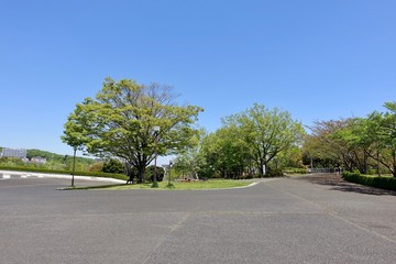 公園の新緑