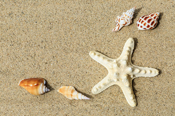 Fototapeta na wymiar starfish and conch on sandy beach